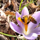 Con buena luz, el macro logra incluso captar con nitidez objetos en movimiento como esta abeja.